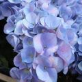 Hortensja Ogrodowa SARENA BLUE