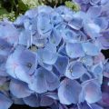 Hortensja Ogrodowa SARENA BLUE