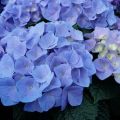 Hortensja Ogrodowa SARENA BLUE