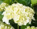 Hortensja Ogrodowa Saxon Bright White