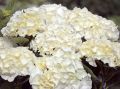 Hortensja Ogrodowa Saxon Bright White