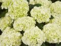 Hortensja Ogrodowa Saxon Bright White