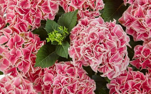 Hortensja Ogrodowa CANDY HEART PINK