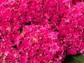 Hortensja Ogrodowa 'Curly Sparkle Hot Pink'