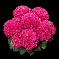 Hortensja Ogrodowa 'Curly Sparkle Hot Pink'