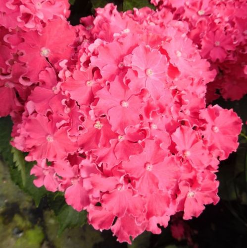 Hortensja Ogrodowa CURLY SPARKLE HOT PINK