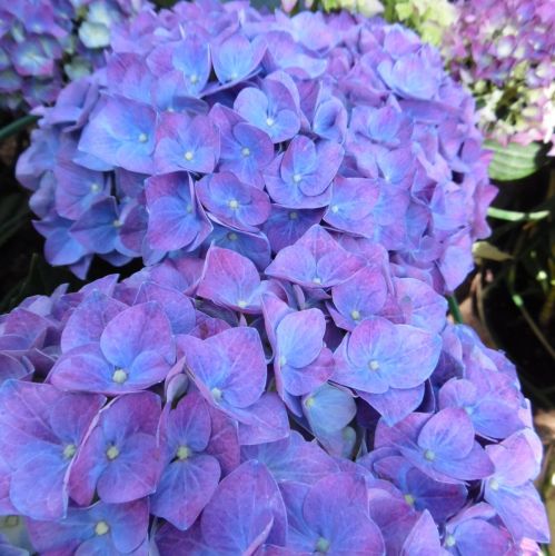 Hortensja Ogrodowa JIP BLUE