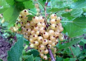 Porzeczka biała WERSALSKA - na pniu W DONICZCE