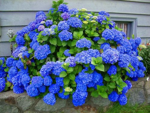 Hortensja Ogrodowa EARLY BLUE