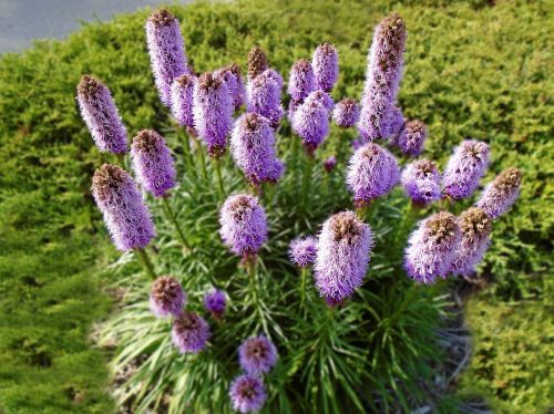 Liatra kłosowa FLORISTAN VIOLET
