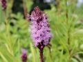 Liatra kłosowa FLORISTAN VIOLET