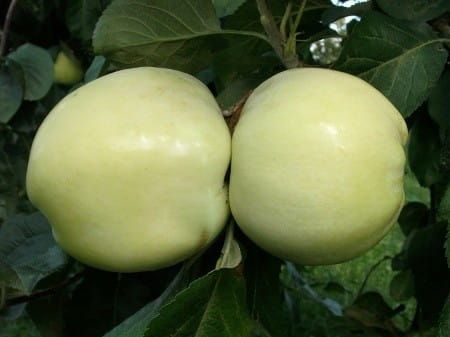 Jabłoń ANTONÓWKA w doniczce