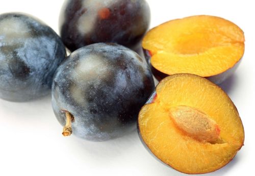 Śliwa AMERS w doniczce