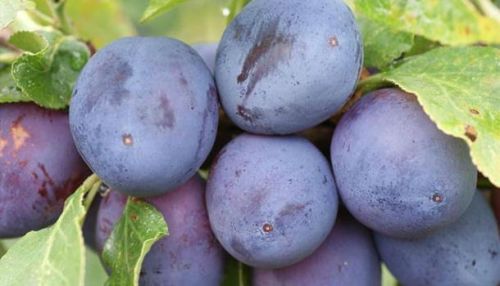 Śliwa HAGANTA w doniczce