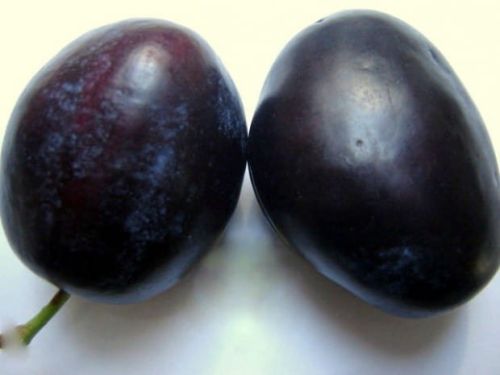 Śliwa EMPRESS w doniczce