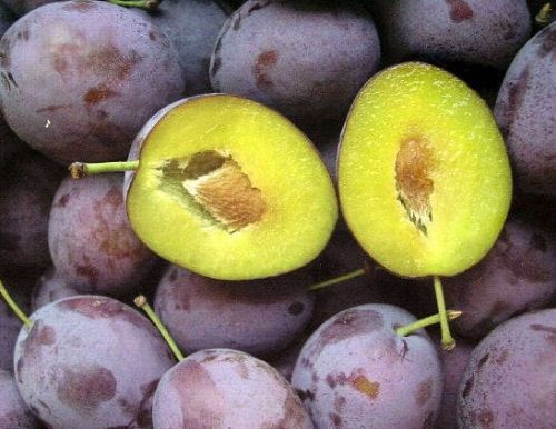 Śliwa PRESIDENT w doniczce