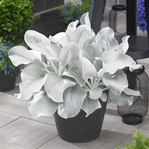 Starzec ANGEL WINGS