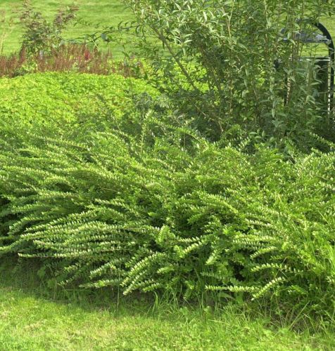 Suchodrzew Chiński MOSS GREEN