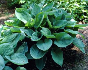 Funkia HOSTA zielono srebrna