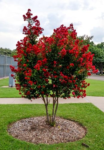 Lagerstroemia RED IMPERATOR
