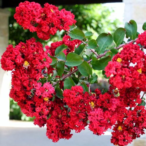 Lagerstroemia DYNAMITE