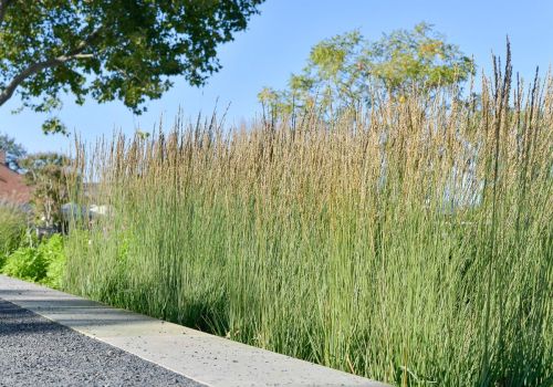 TRAWA Trzęślica modra MOOREHEXE