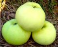 Jabłoń ANANAS BERŻENICKI