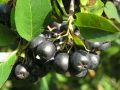Aronia czarna - krzew