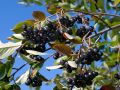 Aronia czarna - krzew