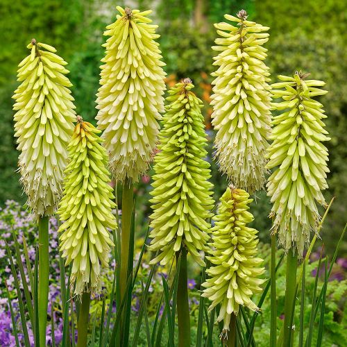 Trytoma SUNNINGLADE YELLOW