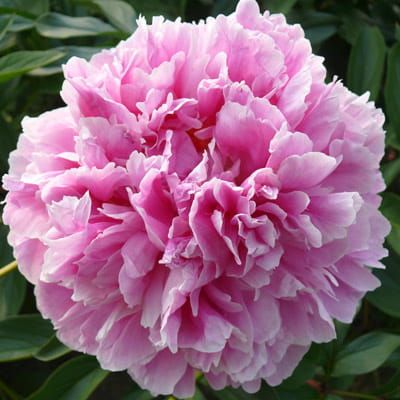 Piwonia MARGARET TRUMAN