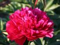 Piwonia Red Magic