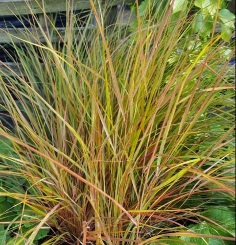 Ostnica TRZCINOWATA SIROCCO