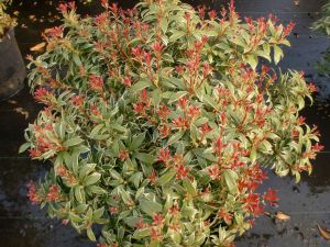 Pieris LITTLE HEATH