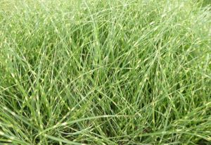 Miskant chiński STRICTUS DWARF