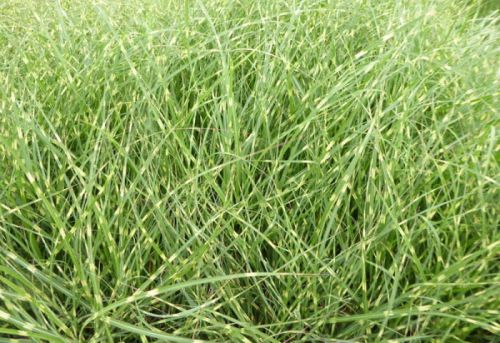 Miskant chiński STRICTUS DWARF