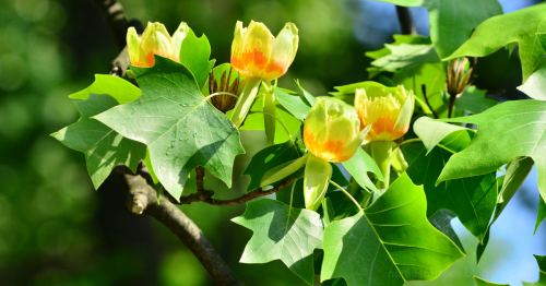 Tulipanowiec amerykański