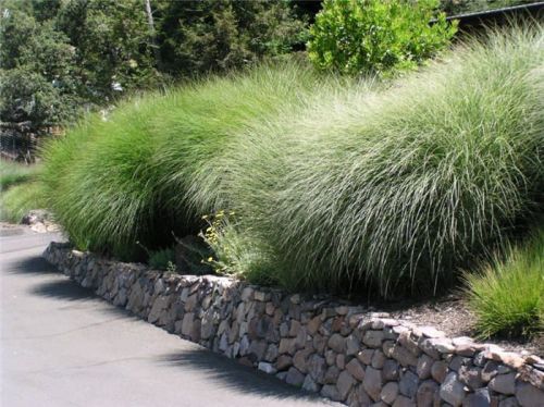 Miskant chiński SARABANDE