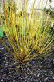 Wierzba YELLOW FLAME