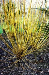 Wierzba YELLOW FLAME