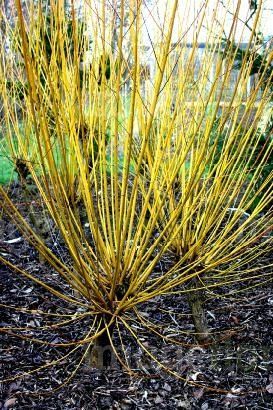 Wierzba YELLOW FLAME