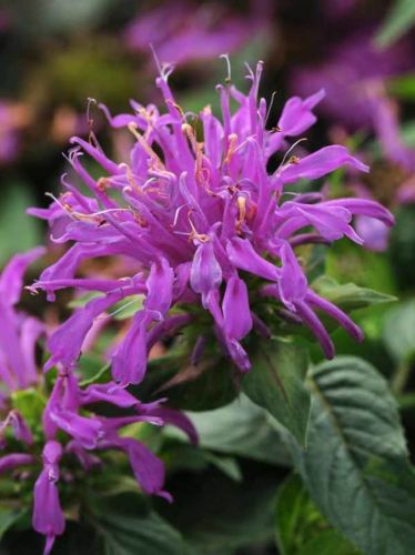 Pysznogłówka dwoista BALMY LILAC