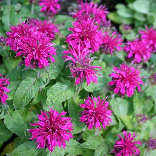 Monarda BALMY PURPLE-Pysznogłowka