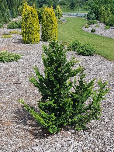 Cyprysik tępołuskowy Teddy Bear