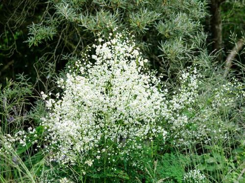 Rutewka Splendide white