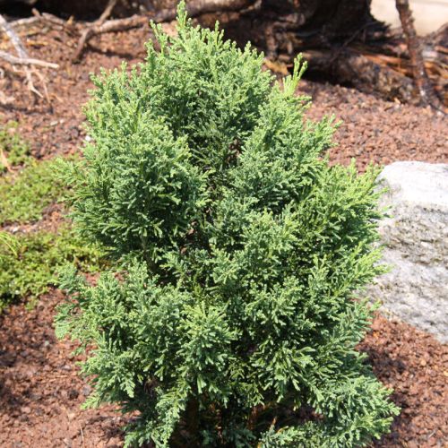 Cyprysik Tępołuskowy Drath