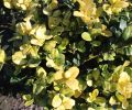 Bukszpan wieczniezielony 'Aureovariegata'