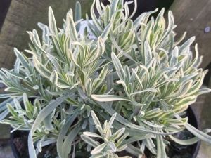 Lavenda Platinium Blonde