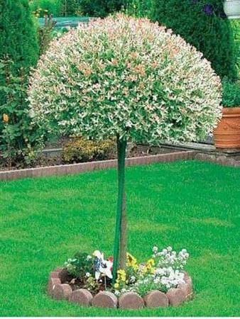 Wierzba japońska HAKURO NISHIKI - 80 cm na pniu w doniczce