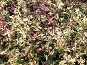 Kiścień HOKUSPOKUS